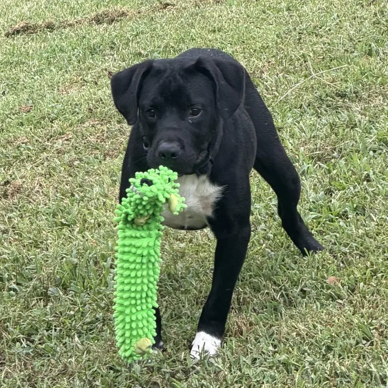 A young medium-sized female Black Mixed Breed dog named Lil for adoption in Springboro, OH