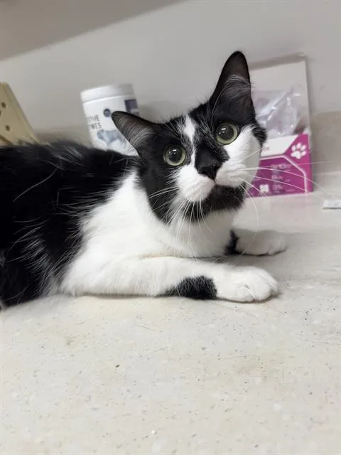 A young large-sized female Domestic Short Hair cat named Princess for adoption in Baytown, TX