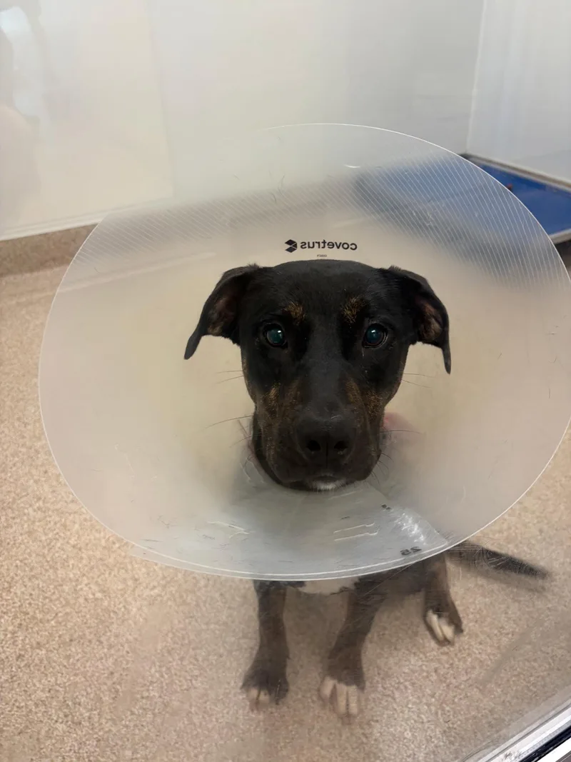 A young medium-sized female Labrador Retriever dog named Millie SCAS for adoption in Rockaway, NJ