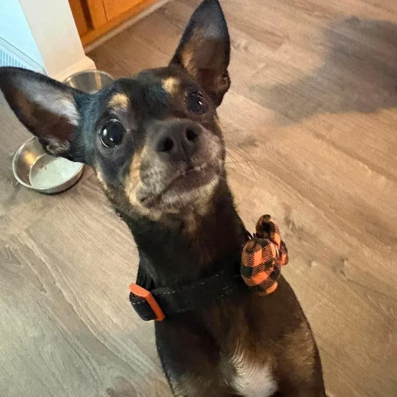 An adult small-sized male Black Chihuahua dog named Rocky for adoption in Jarrettsville, MD
