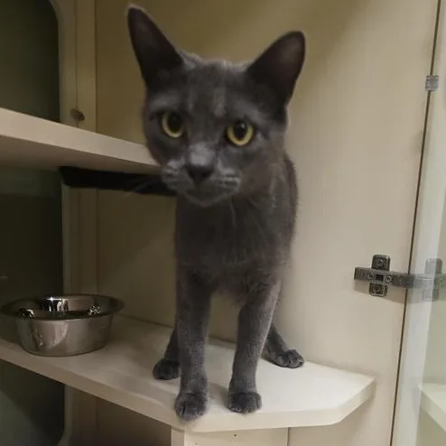 An adult medium-sized female Domestic Short Hair cat named Aerie for adoption in Prince Frederick, MD