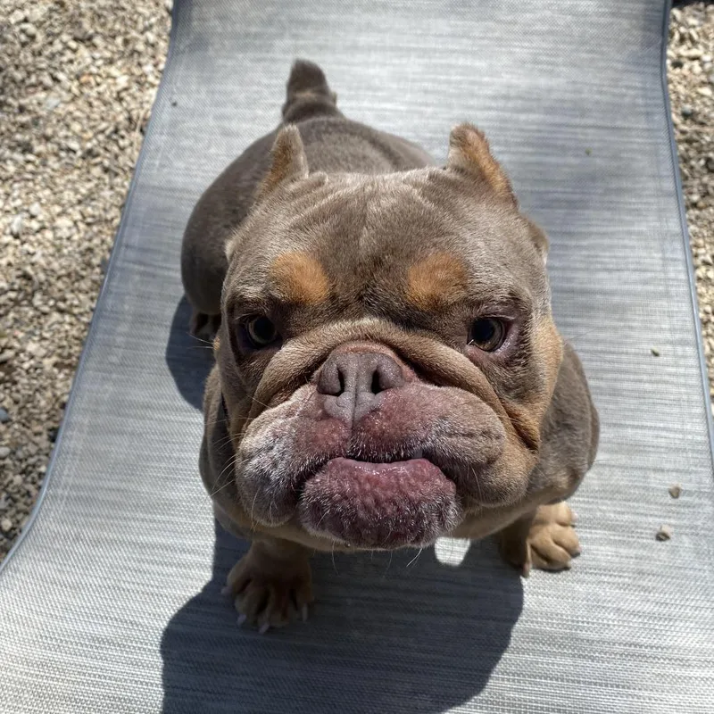 An adult small-sized female Brown / Chocolate English Bulldog dog named Ruby for adoption in Madison, WI