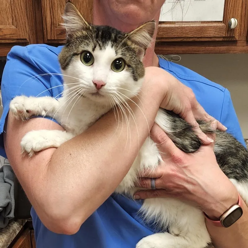 A young medium-sized male White Domestic Medium Hair cat named Edgar  U for adoption in Tupelo, MS