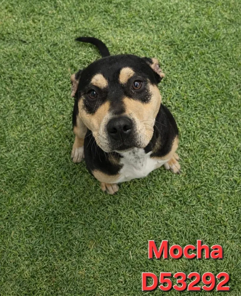 A young medium-sized female Pit Bull Terrier dog named Mocha for adoption in Clarksville, TN