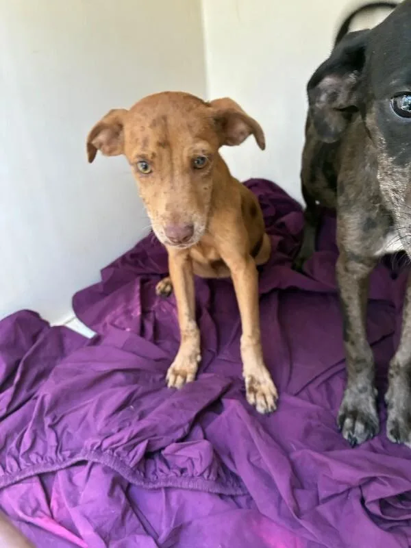 A young small-sized female Yellow / Tan / Blond / Fawn Mixed Breed dog named Minerva for adoption in Mobile, AL