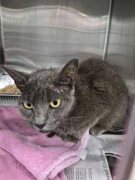 An adult medium-sized female Domestic Short Hair cat named A c for adoption in Lawrenceville, GA
