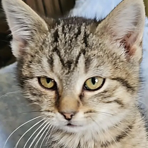 A young small-sized female Brown / Chocolate Domestic Short Hair cat named Linguine for adoption in Grinnell, IA