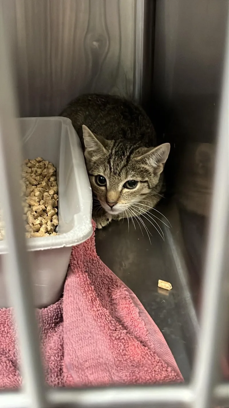An adult medium-sized female Tabby (Brown / Chocolate) Domestic Short Hair cat named Unknown for adoption in Burgaw, NC