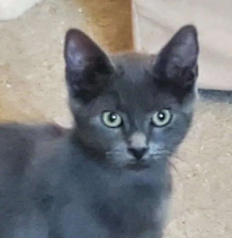 A baby medium-sized male Gray / Blue / Silver Chartreux cat named Hanes for adoption in Las Cruces, NM