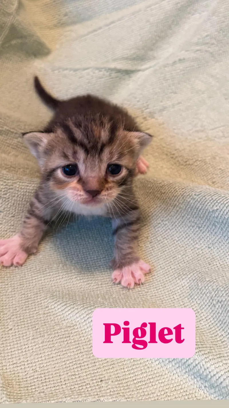 A baby small-sized female Domestic Short Hair cat named Piglet for adoption in Long Beach, CA