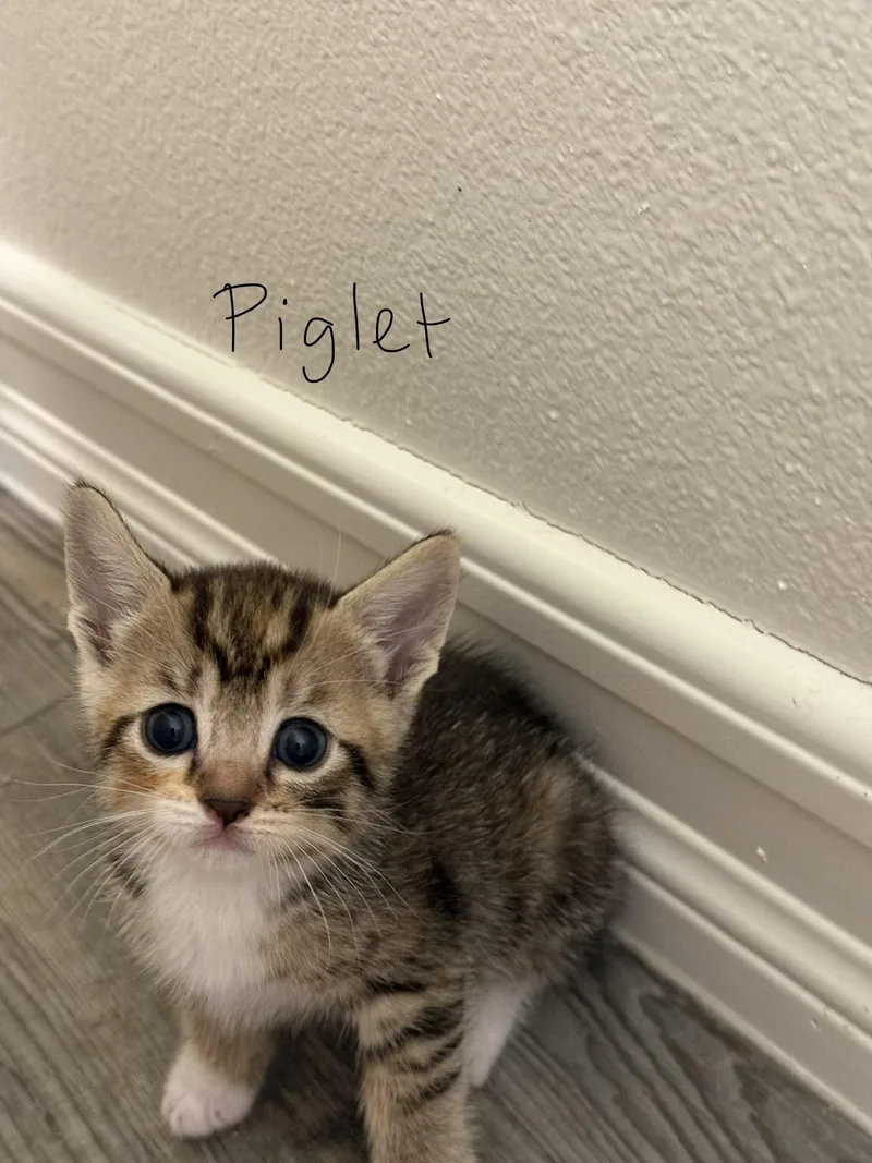 Piglet thumbnail 3
