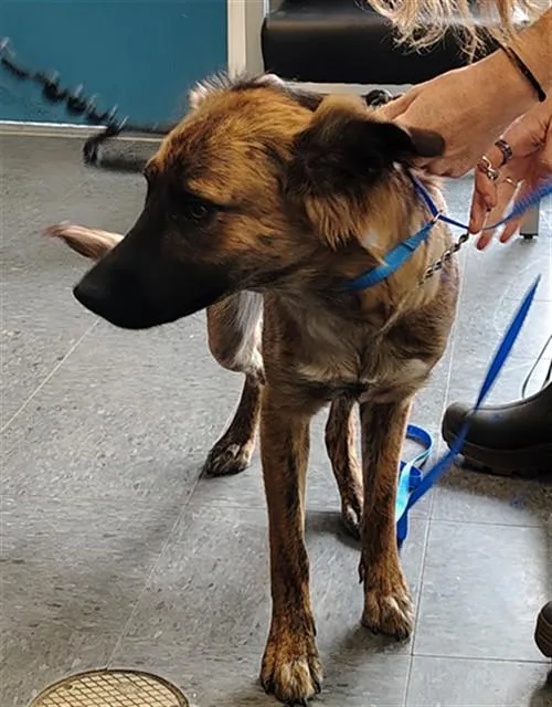 An adult medium-sized female Australian Kelpie dog named Ruby for adoption in Casper, WY