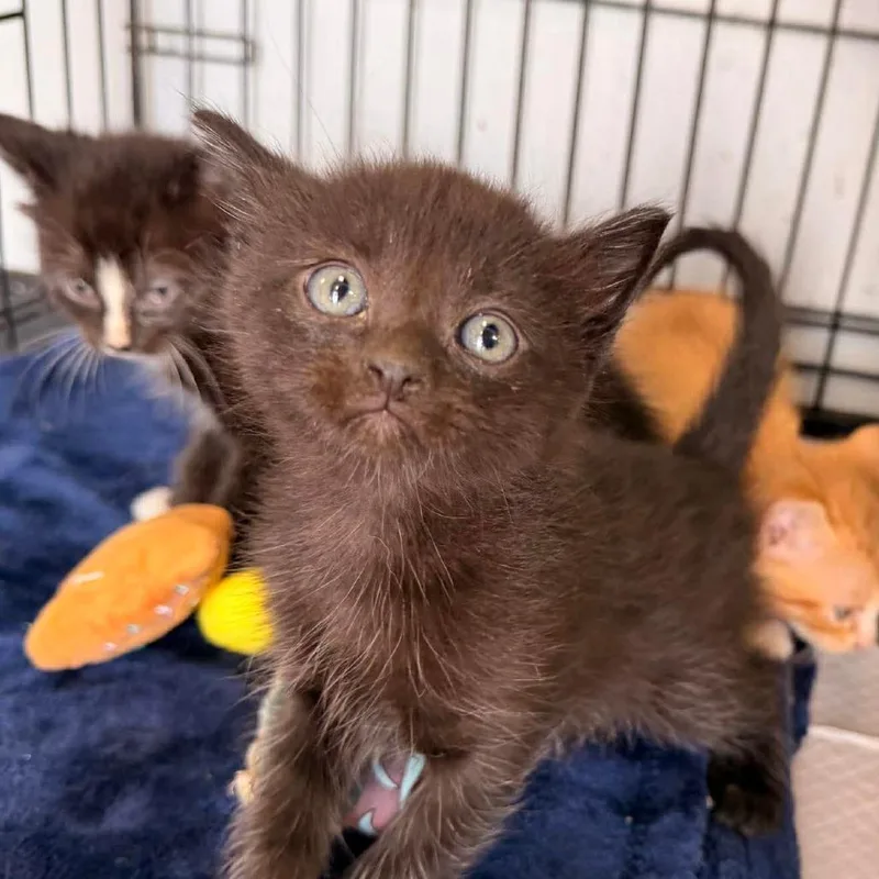 A baby small-sized female Black Domestic Short Hair cat named Lil for adoption in Duncan, OK