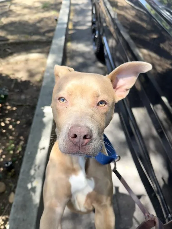 An adult large-sized female Pit Bull Terrier dog named Quinn for adoption in San Diego, CA