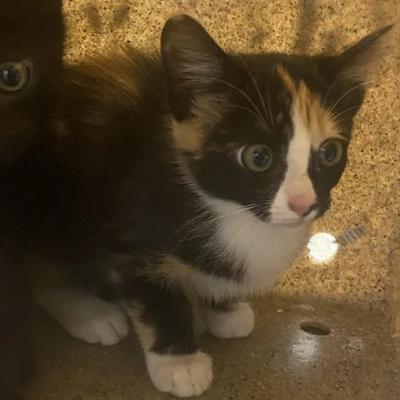 A baby small-sized female Domestic Short Hair cat named 72501 for adoption in Harrisonburg, VA