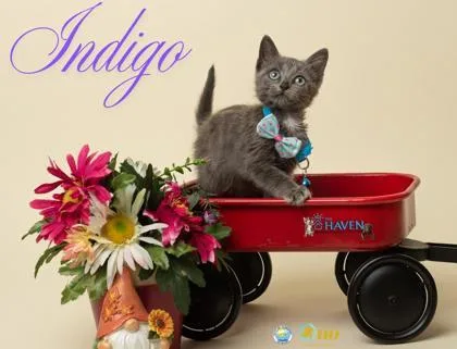 A baby small-sized female Russian Blue cat named Indigo for adoption in Fairhope, AL