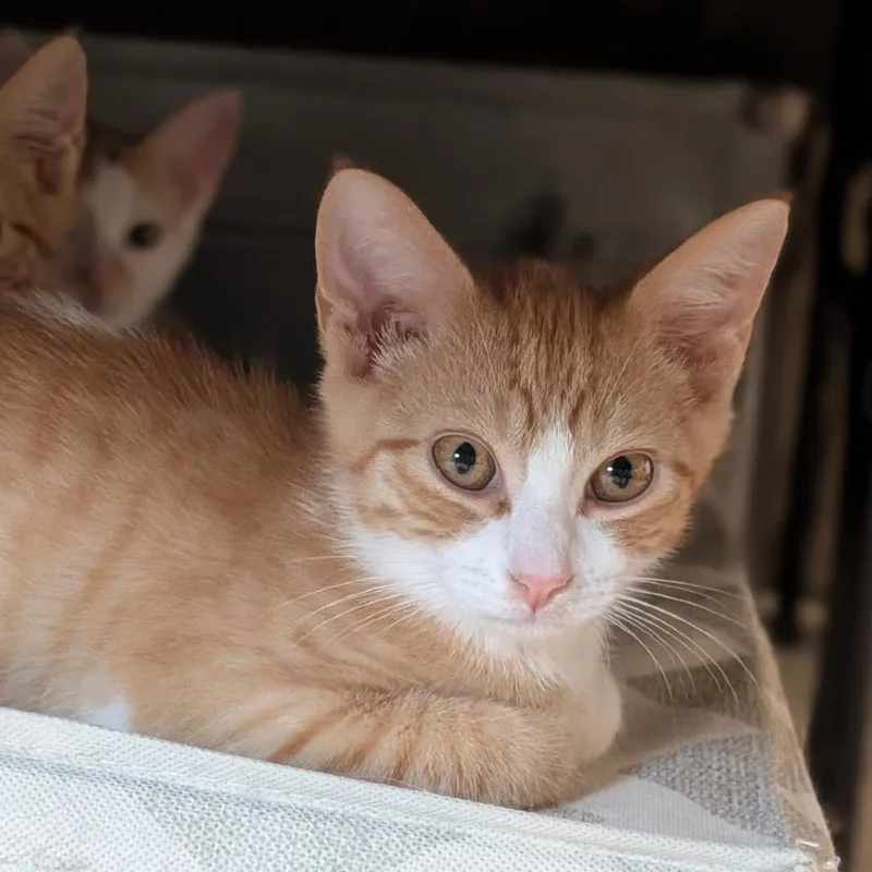 A baby small-sized male Orange / Red Domestic Short Hair cat named Groot for adoption in Raleigh, NC
