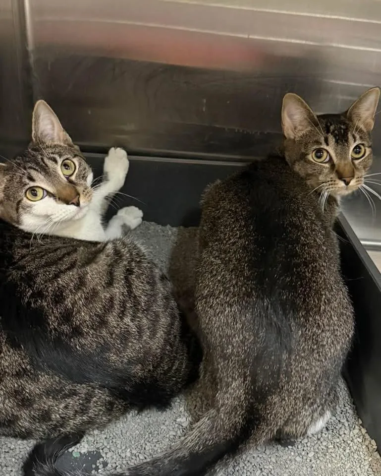 Mold  Dumptruck  thumbnail 2