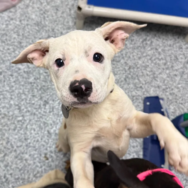 A baby small-sized female White / Cream Rottweiler dog named Cleo for adoption in Brookfield, WI
