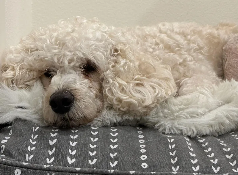 Lola Holla thumbnail 2