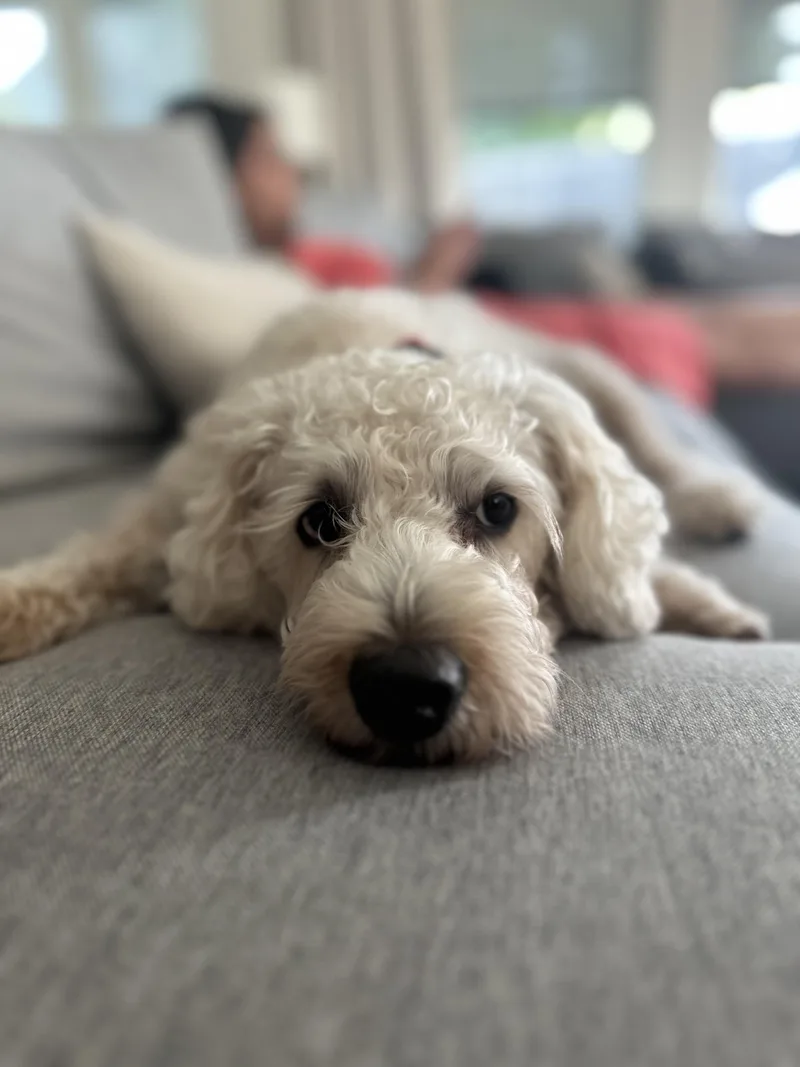 Lola Holla thumbnail 5