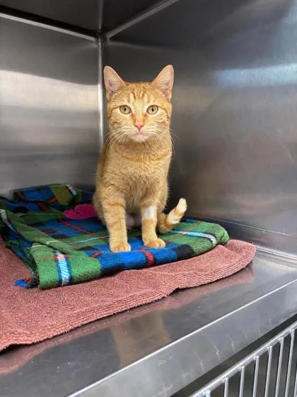 A young medium-sized female Orange / Red Domestic Short Hair cat named Birdie for adoption in Tinley Park, IL