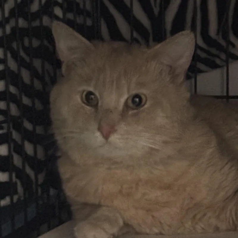 A young medium-sized male Buff / Tan / Fawn Domestic Short Hair cat named Finnegan for adoption in Pittsburgh, PA