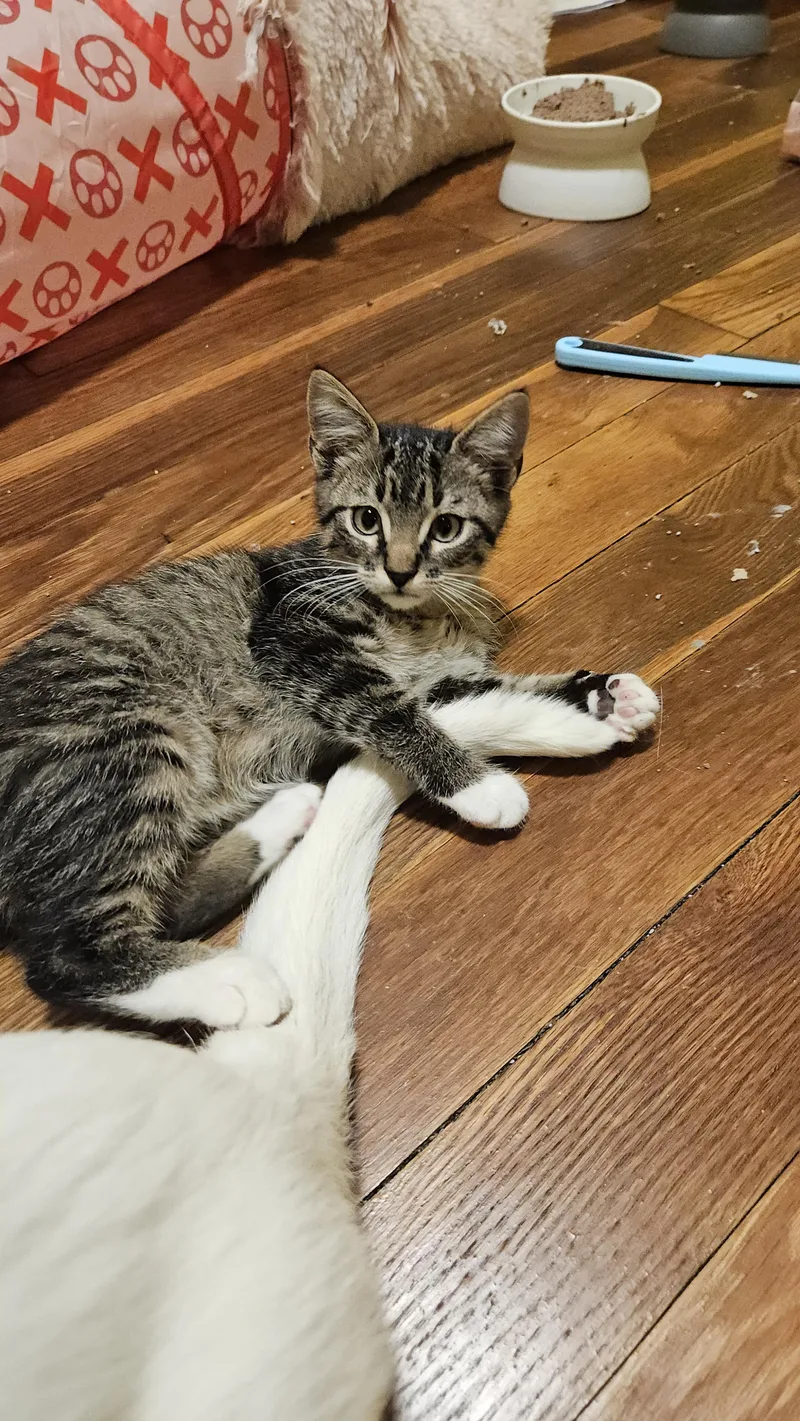A baby medium-sized male Tabby (Brown / Chocolate) Domestic Short Hair cat named Russell for adoption in East Point, GA