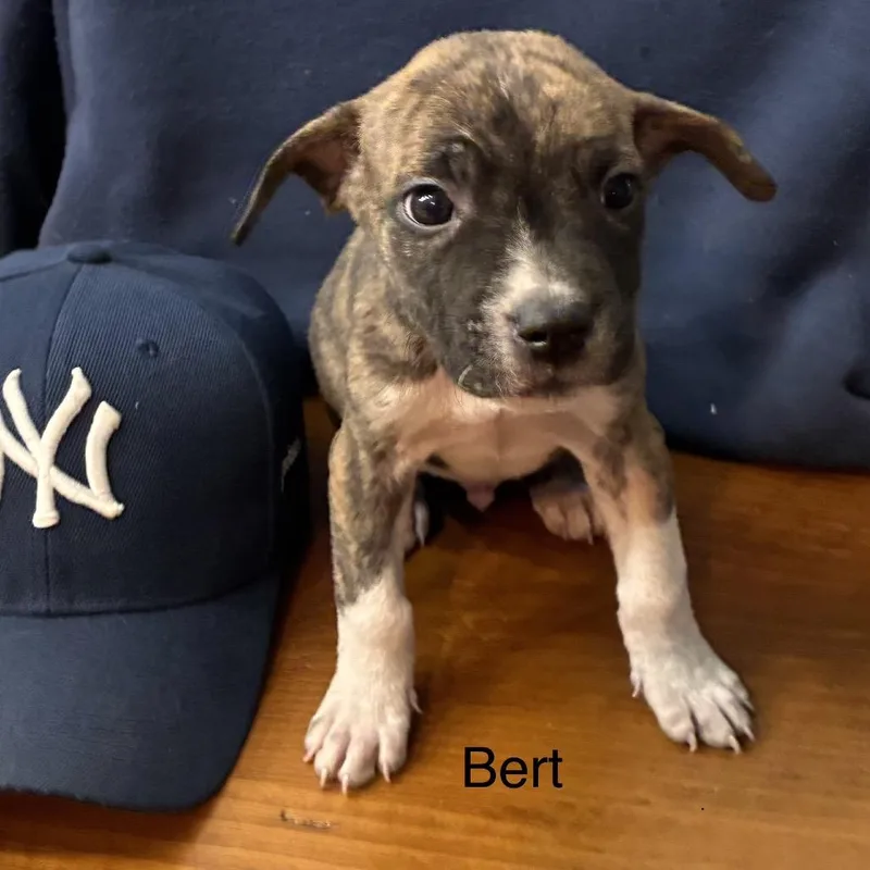 A baby medium-sized male Brindle Bulldog dog named Ny Bert Avail Apr for adoption in Stormville, NY