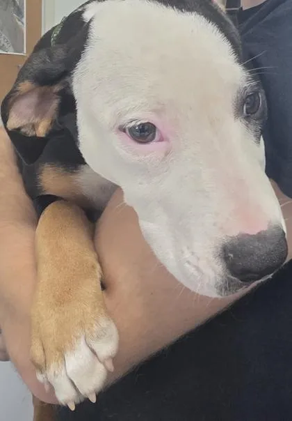 A baby medium-sized female Mixed Breed dog named Poppi for adoption in Blue Ridge, GA