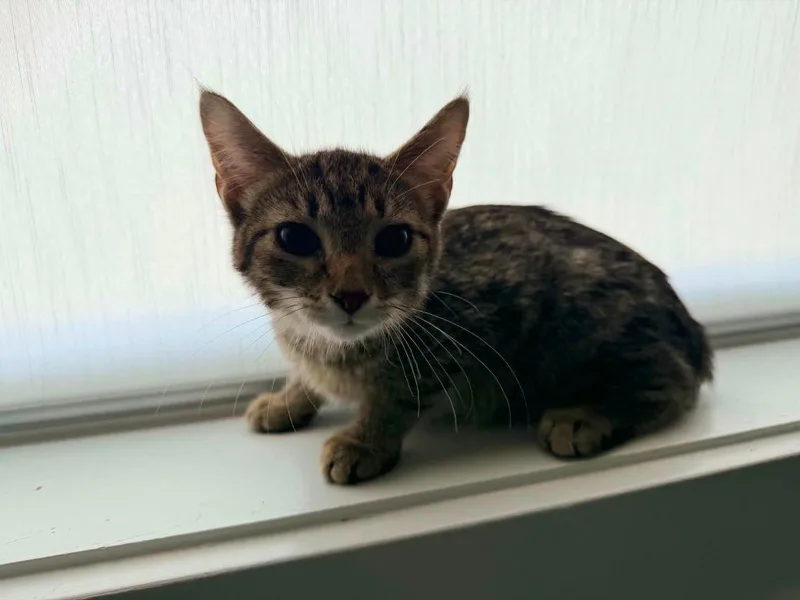 A baby medium-sized female Domestic Short Hair cat named Hot Tamale for adoption in Miami, OK