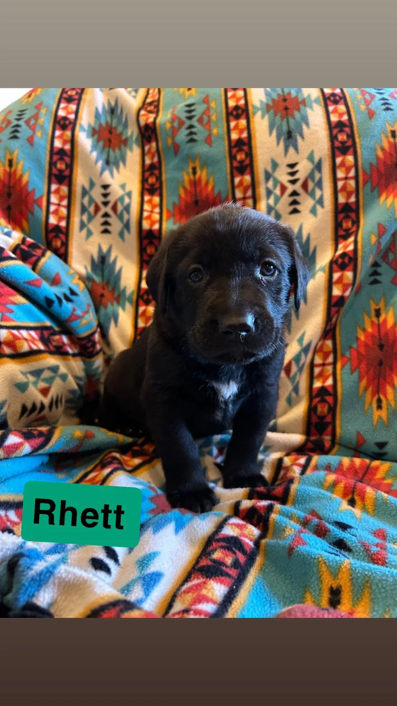 Rhett