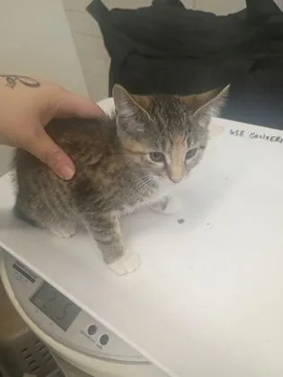 A baby small-sized female Domestic Short Hair cat named Brook for adoption in Atlanta, GA