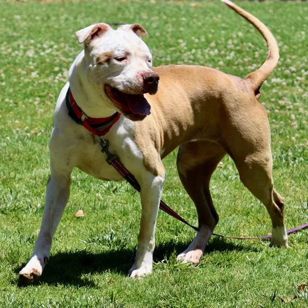 A senior large-sized female Pit Bull Terrier dog named Aloha for adoption in Dublin, CA