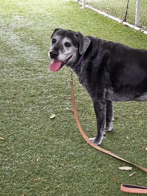 A senior medium-sized female Boxer dog named Shatzi for adoption in Downey, CA