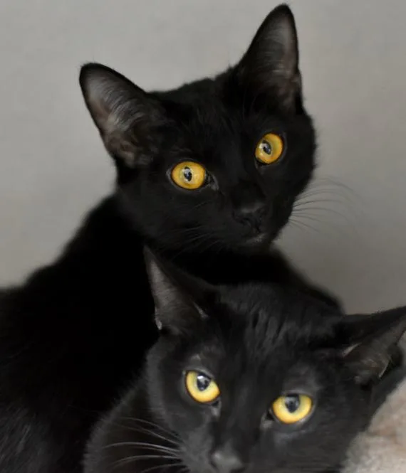 An adult medium-sized female Black Domestic Short Hair cat named Mazzy for adoption in Marietta, GA