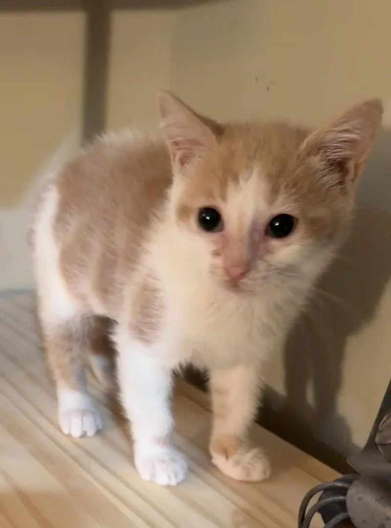 A baby medium-sized female Buff & White Domestic Short Hair cat named Pinky for adoption in East Hanover, NJ