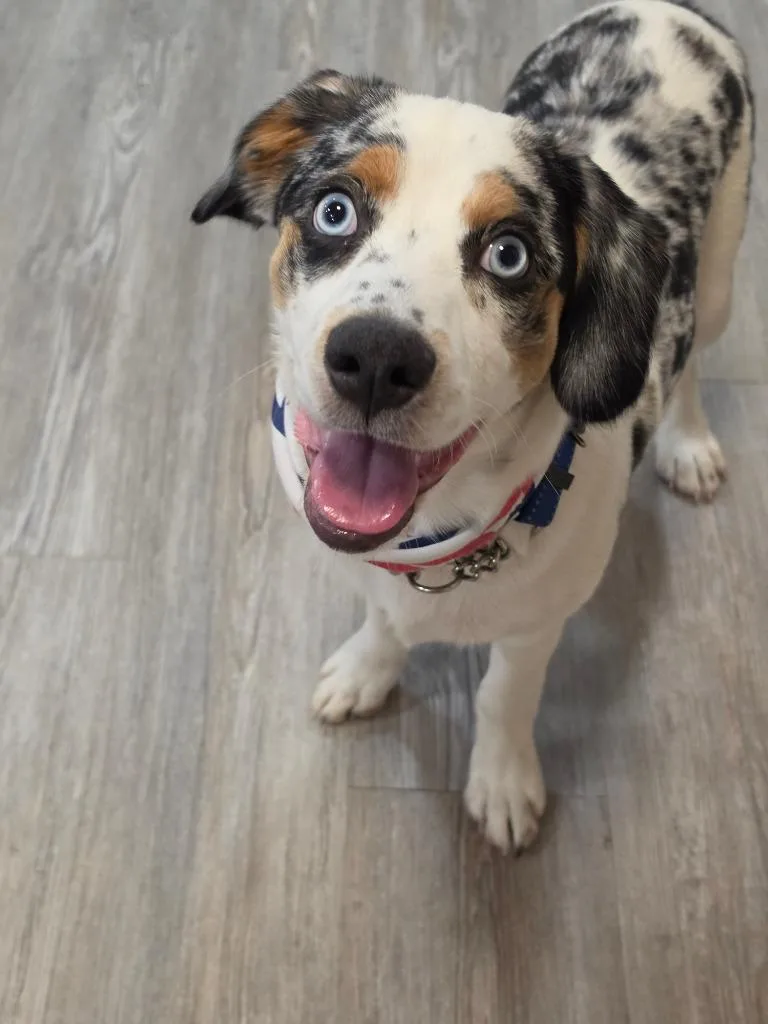 Puppy Shiloh