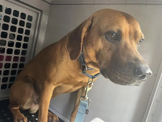 A young medium-sized male Mixed Breed dog named Roscoe for adoption in Palmetto, FL