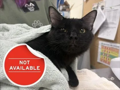 An adult small-sized male Domestic Medium Hair cat named Scallion for adoption in Lowell, MA