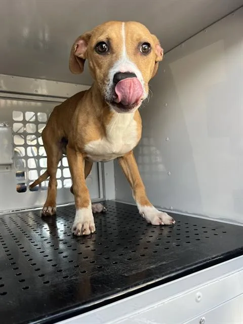 Dougie