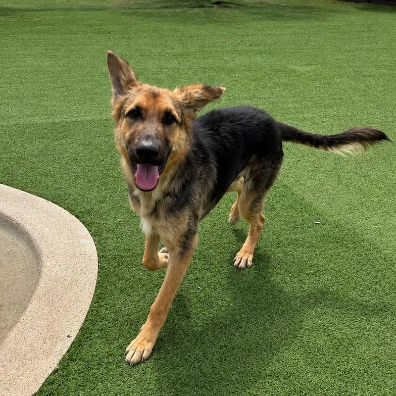 An adult medium-sized male Brown / Chocolate German Shepherd Dog dog named Pelican for adoption in LOXAHATCHEE, FL