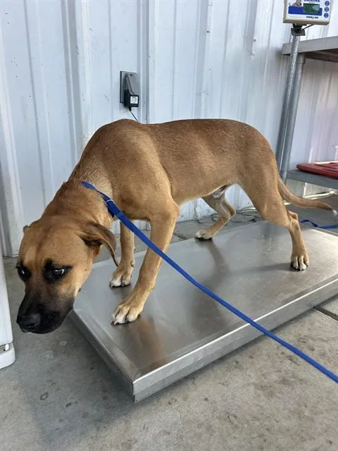 A baby medium-sized male Brown / Chocolate Boxer dog named Hank Boy Urgent for adoption in Thousand Oaks, CA