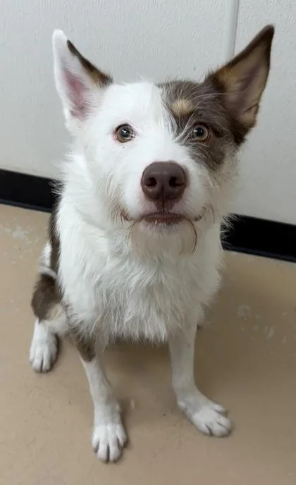 An adult medium-sized female Australian Shepherd dog named Orchid for adoption in Phoenix, AZ