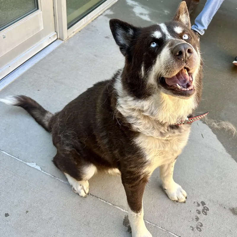 A senior large-sized male Husky dog named Dojo for adoption in Cumberland, ME