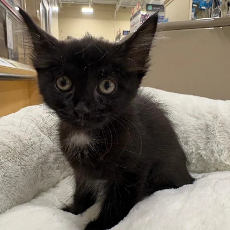 A baby small-sized female Black Domestic Short Hair cat named Avery for adoption in New Port Richey, FL
