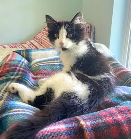 A baby small-sized female Domestic Long Hair cat named Mabel for adoption in Madison, NJ
