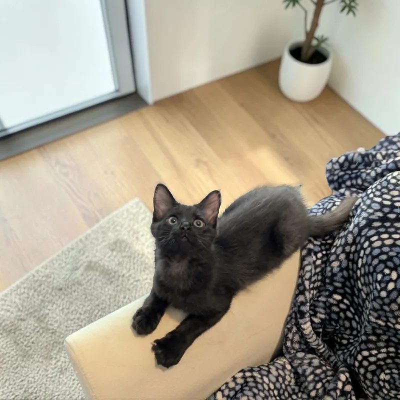 A baby medium-sized male Black Domestic Medium Hair cat named Oregano for adoption in Fort Worth, TX