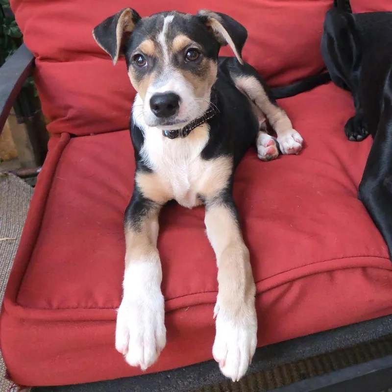 A baby medium-sized male Tricolor (Brown, Black, & White) Australian Shepherd dog named Linus for adoption in Jeffersonville, IN