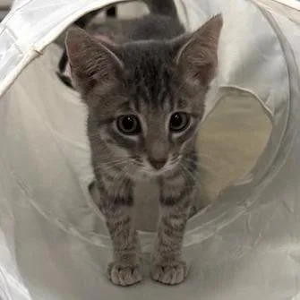 A baby small-sized male Gray / Blue / Silver American Shorthair cat named Coleslaw for adoption in Shawnee, KS